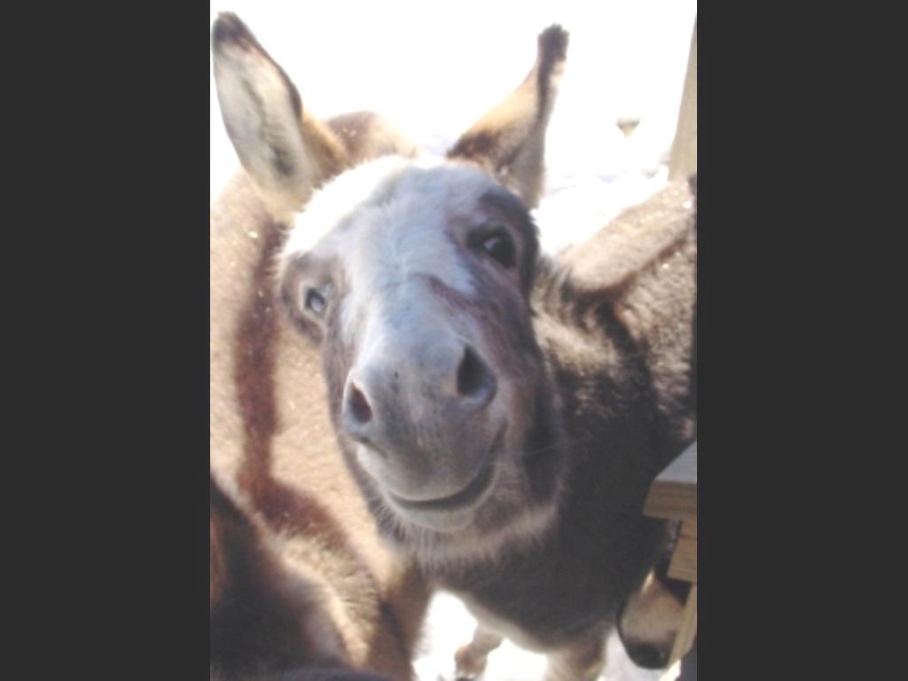 Smiles from Our Burro, Miz Star